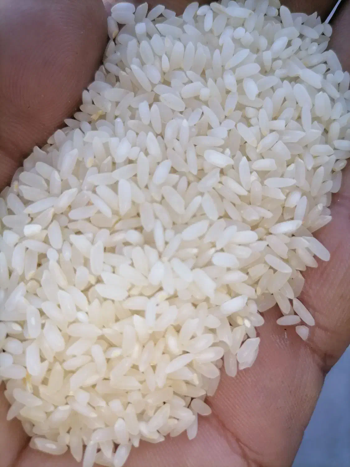 برنج چمپای میداود|خوردنی و آشامیدنی|اهواز, منبع اب|دیوار