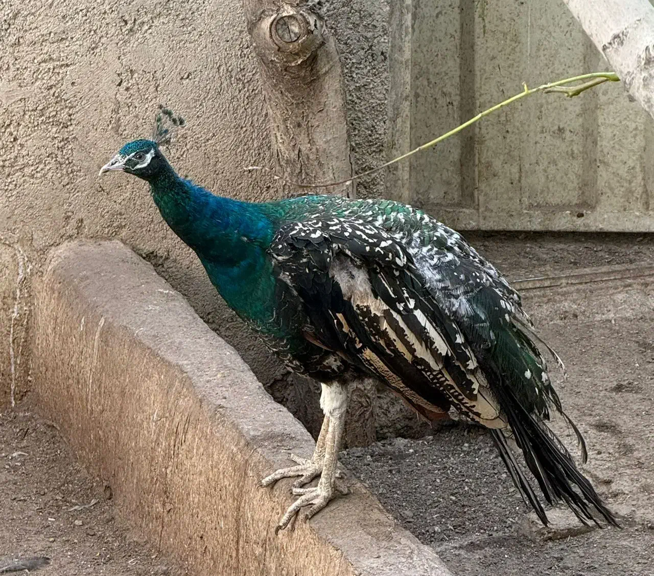 طاووس|پرنده|رودهن, |دیوار