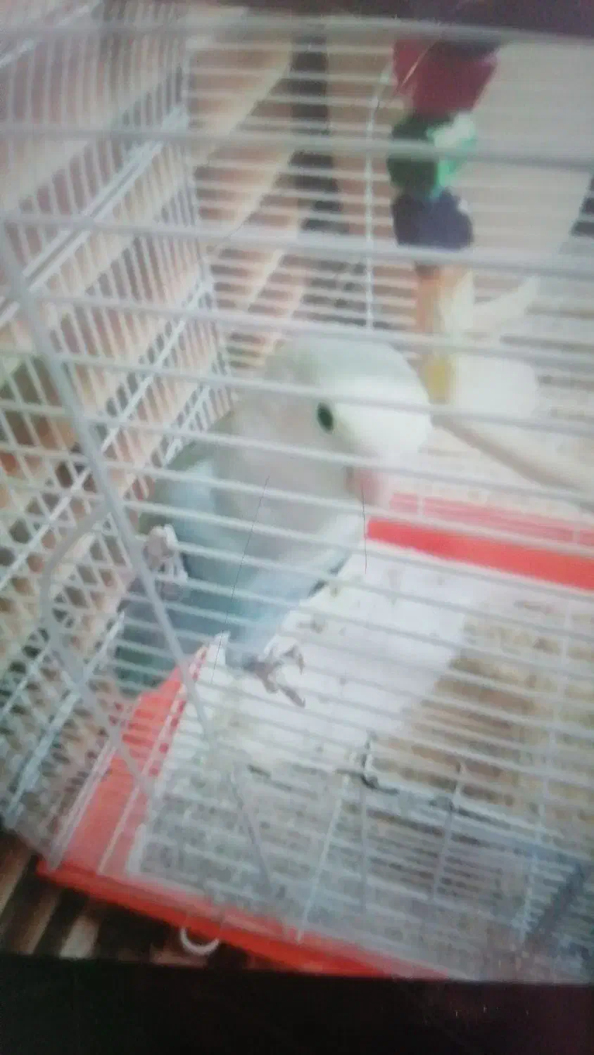 طوطی برزیلی|پرنده|برازجان, |دیوار