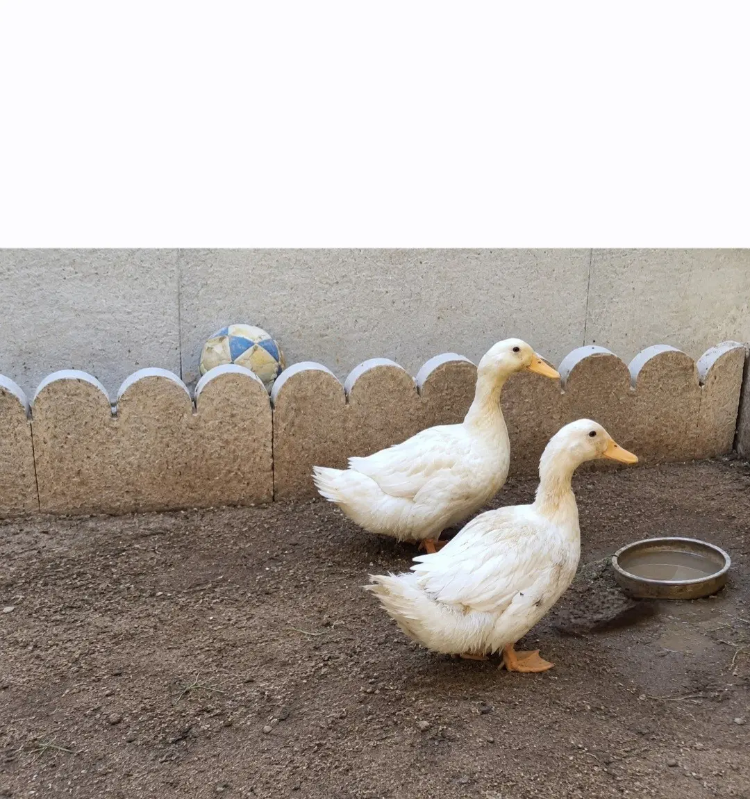 اردک|حیوانات مزرعه|اسفراین, |دیوار