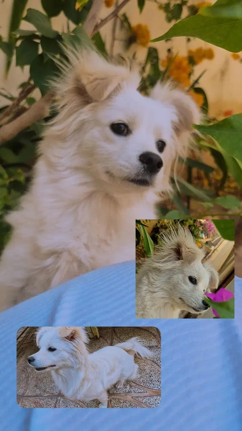 واگذاری سگ نژاد پامر|سگ|بم, |دیوار