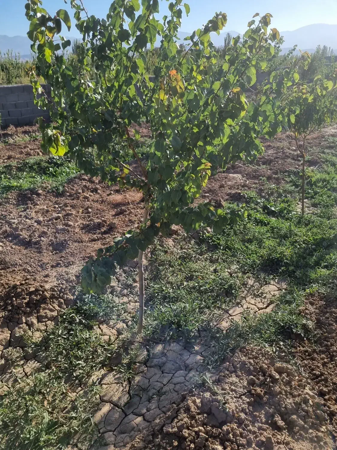 باغ زراعی اربطان مرند|فروش خانه و ویلا|یامچی, |دیوار