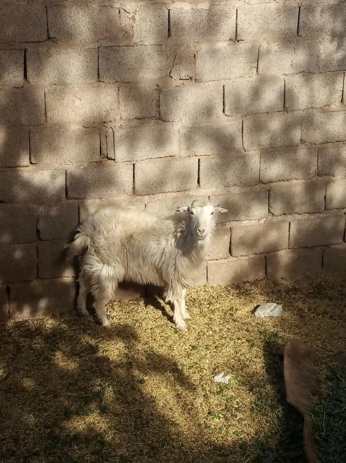 بز جوان سالم|حیوانات مزرعه|سیرجان, |دیوار