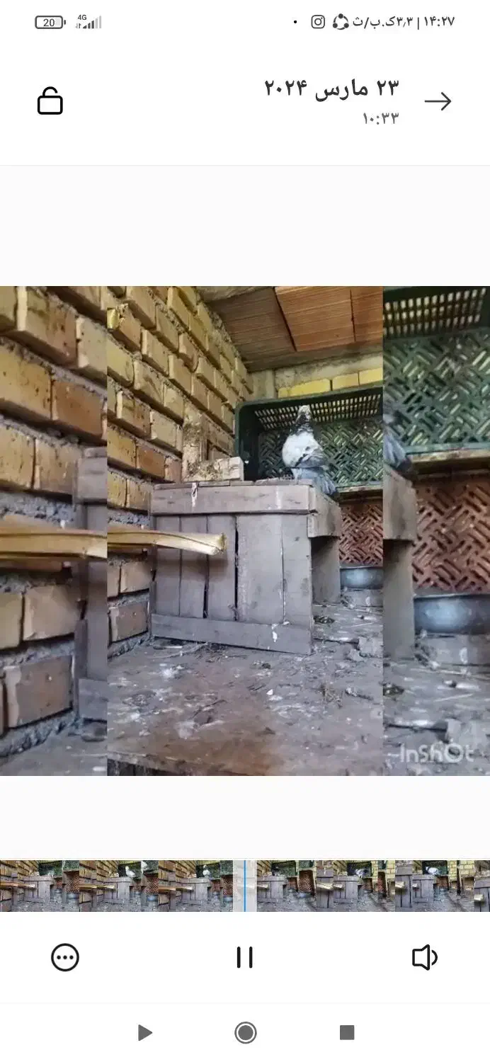 گم شدن|حیوانات|سنگدوین, |دیوار