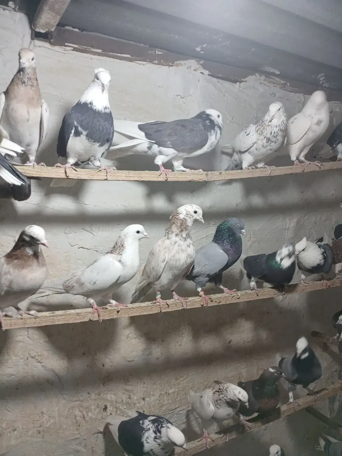 کبوتر زیبا کفتر درجه یک|پرنده|قرچک, مهدیه|دیوار