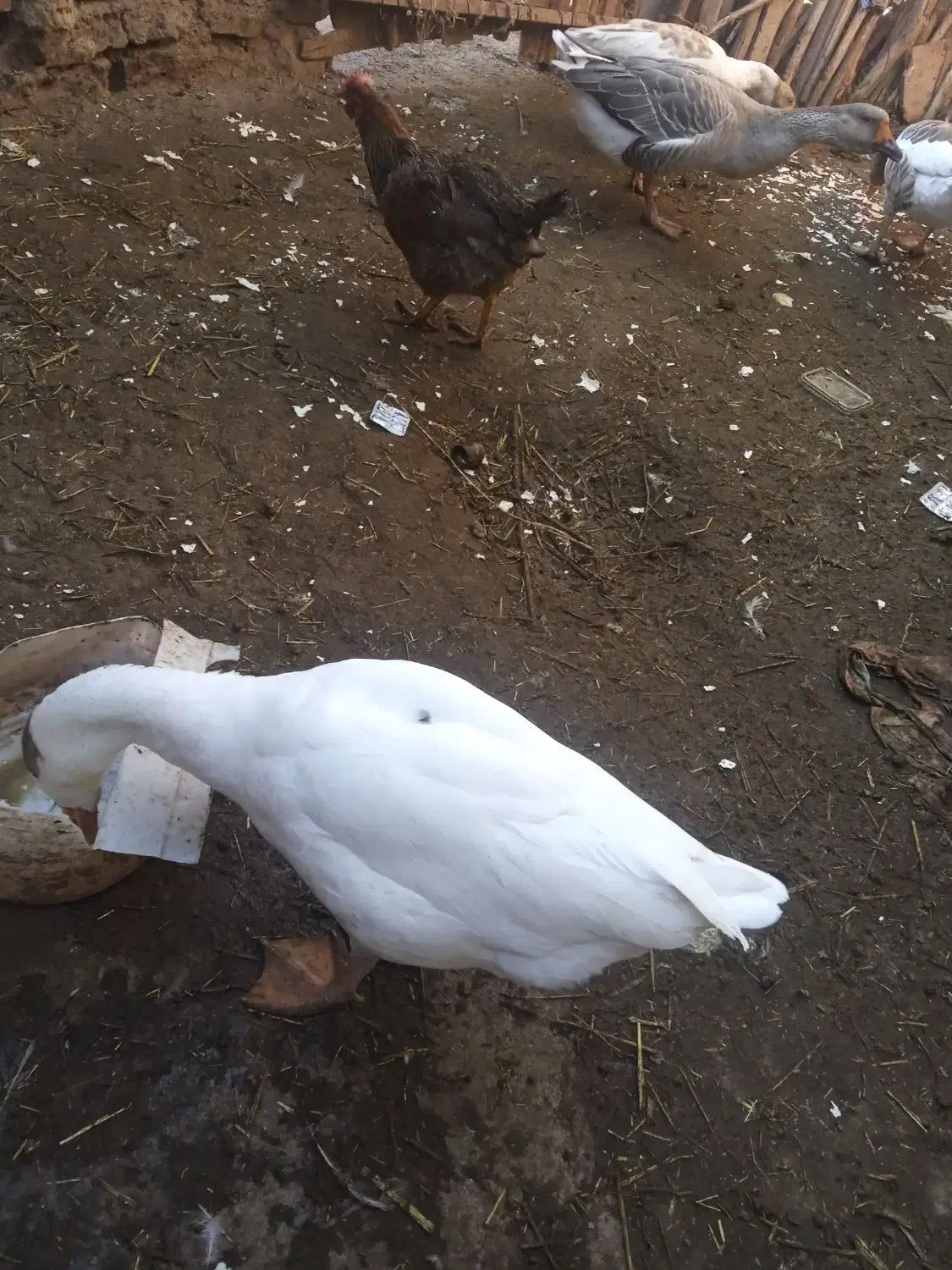 قوغاز وغازفروشی|حیوانات مزرعه|شوط, |دیوار