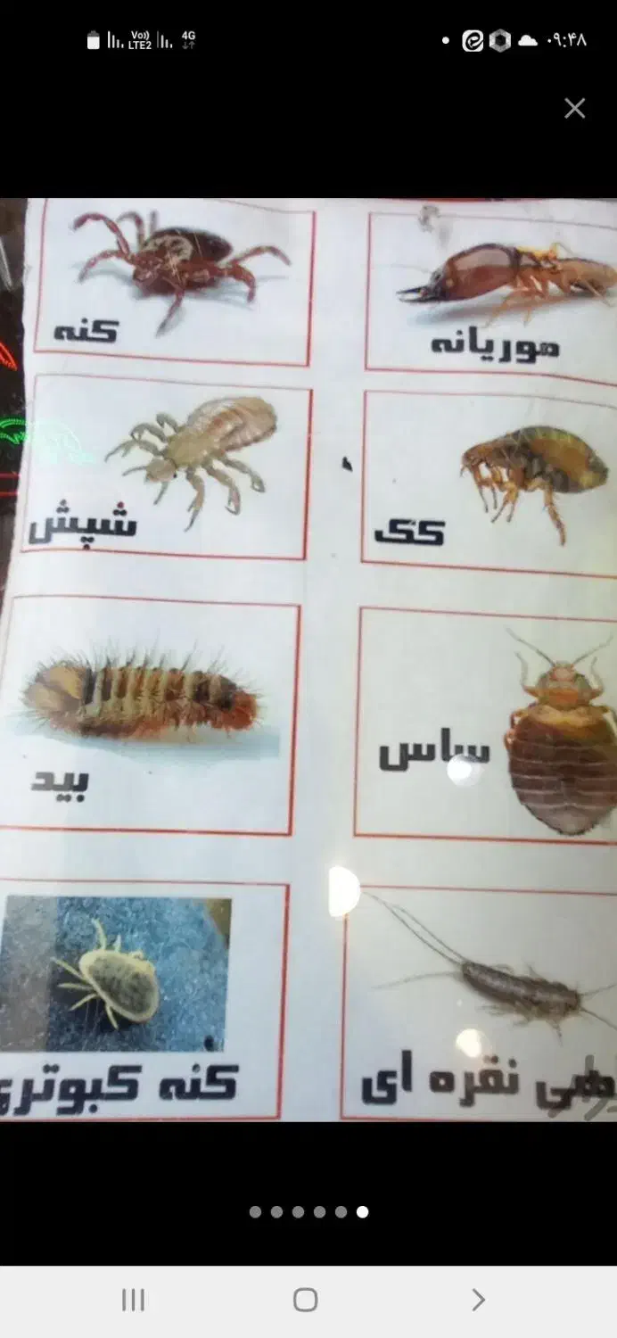 سمپاشی سم پاشی سوسک ساس در تمام نقاط مشهد|خدمات نظافت|مشهد, پورسینا|دیوار