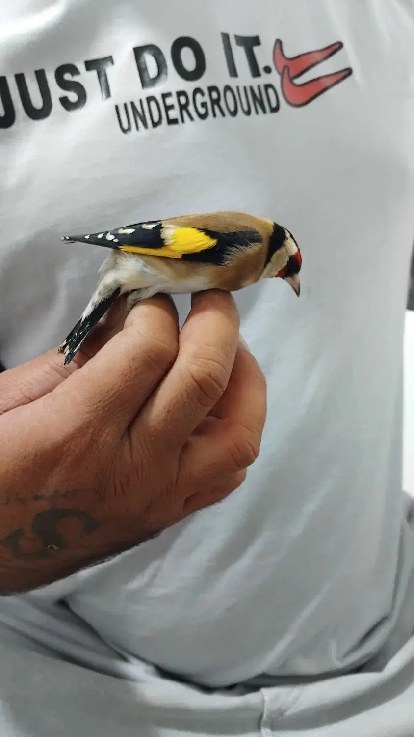 سهره فروشی|پرنده|دهلران, |دیوار