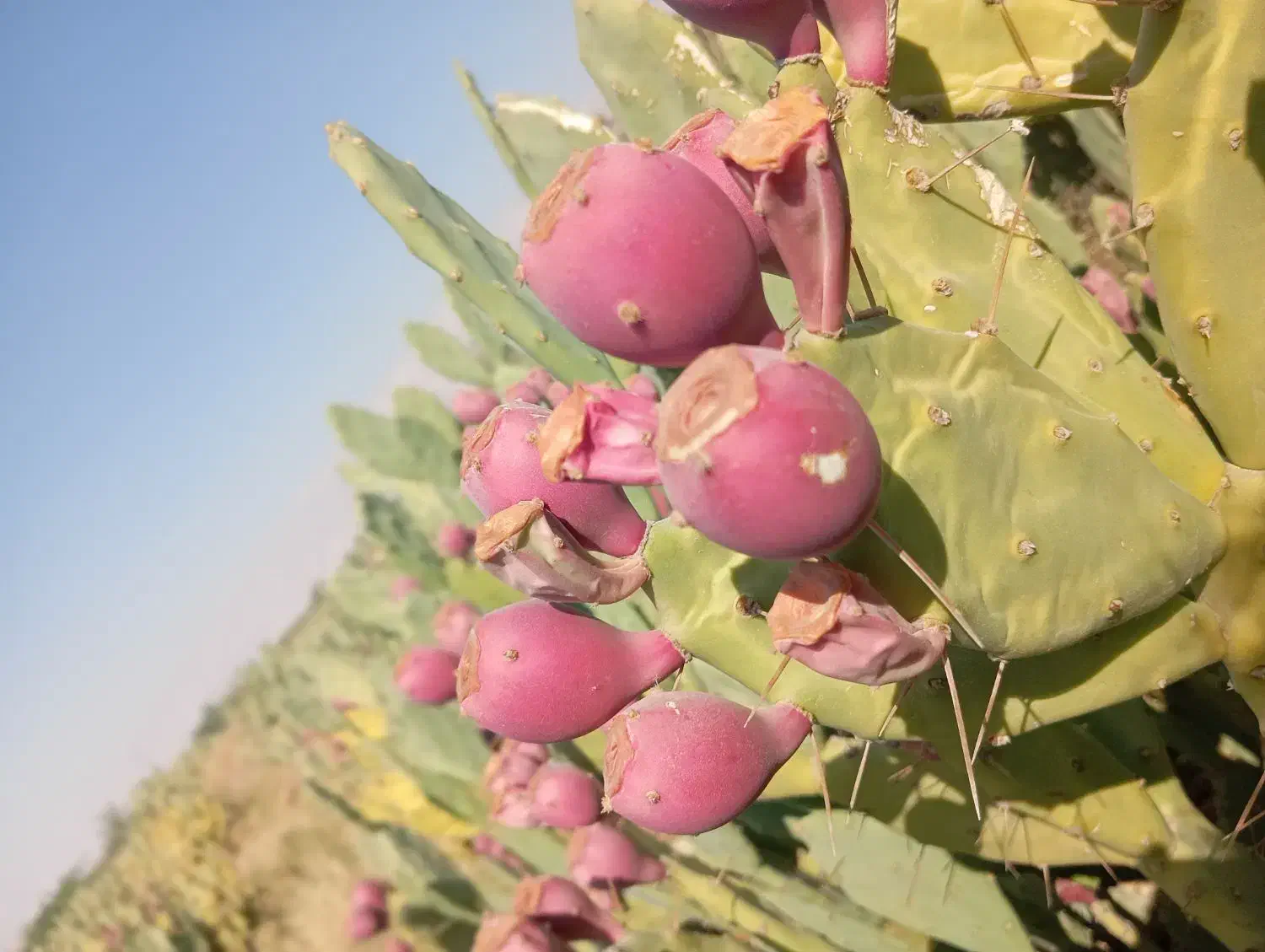 میوه کاکتوس اپونتیا تازهچین و درجهیک|گل و گیاه طبیعی|شیراز, معالیآباد|دیوار