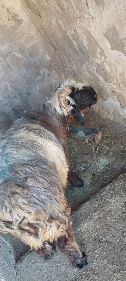 شیشک فروشی سالم  شماره تماس|حیوانات مزرعه|لالی, |دیوار