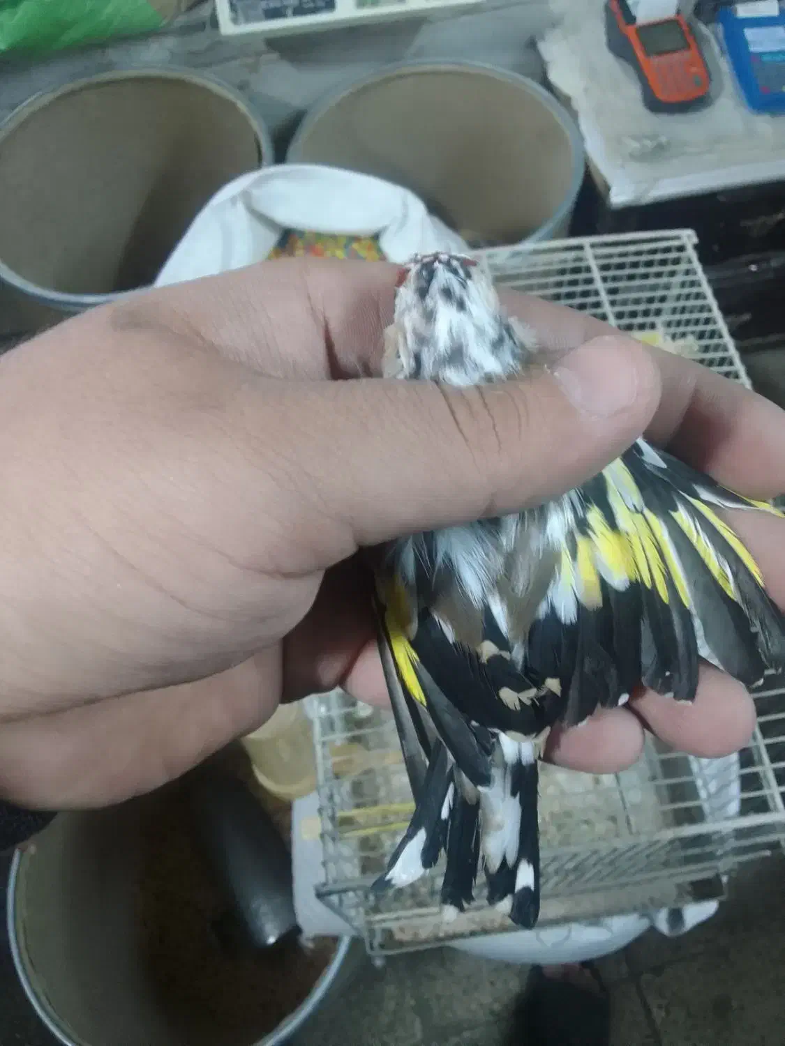 سره خلخال.سیمرغ|پرنده|ساوه, |دیوار