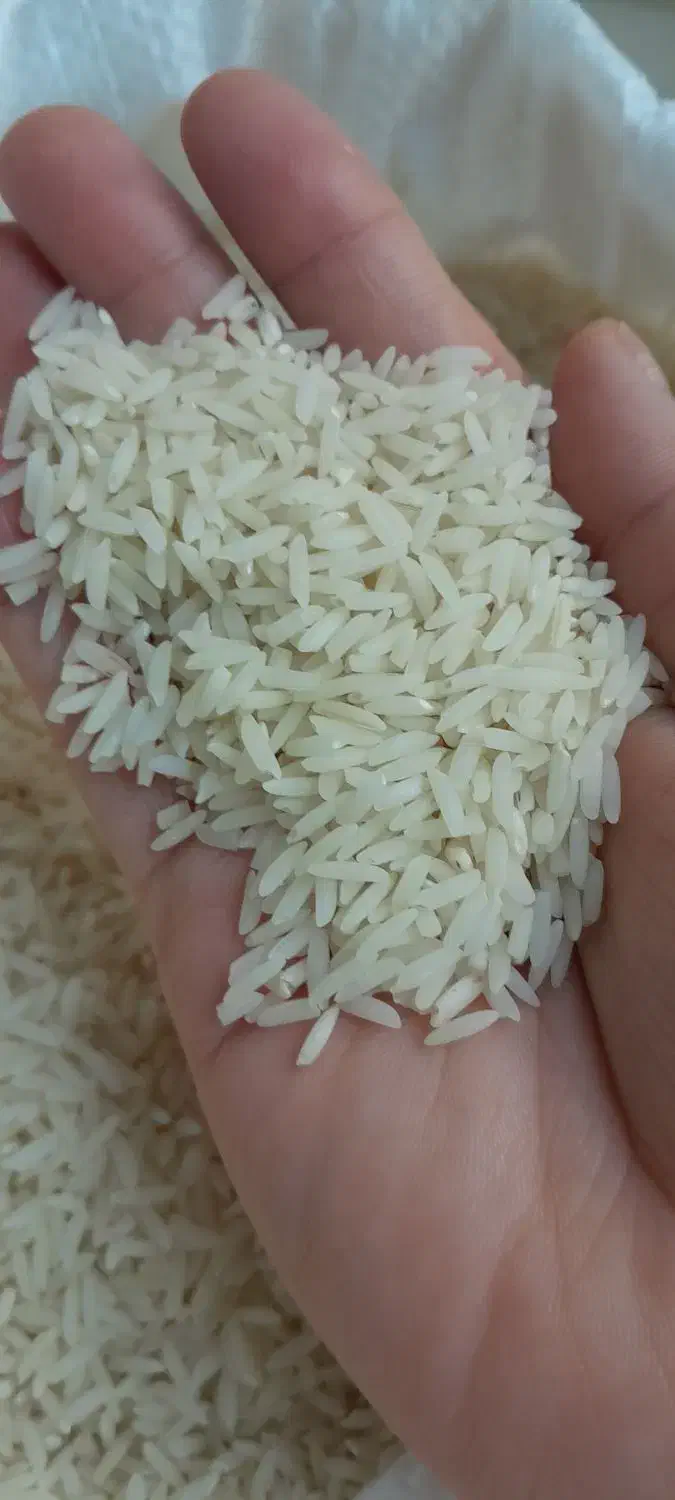 برنج هاشمی محصول امسال|خوردنی و آشامیدنی|رشت, جهاد|دیوار