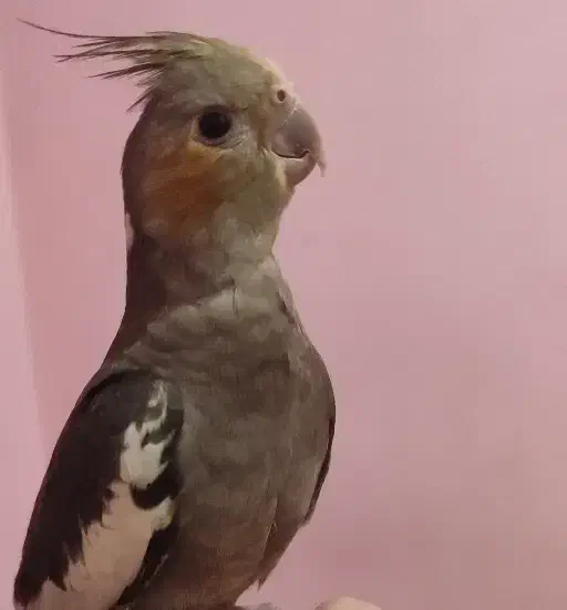 عروس هلندی گمشده|حیوانات|اهواز, کوی فرهنگیان ۱|دیوار