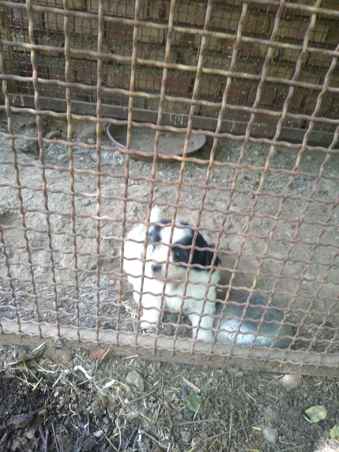 سگ شینزو|سگ|مرند, |دیوار