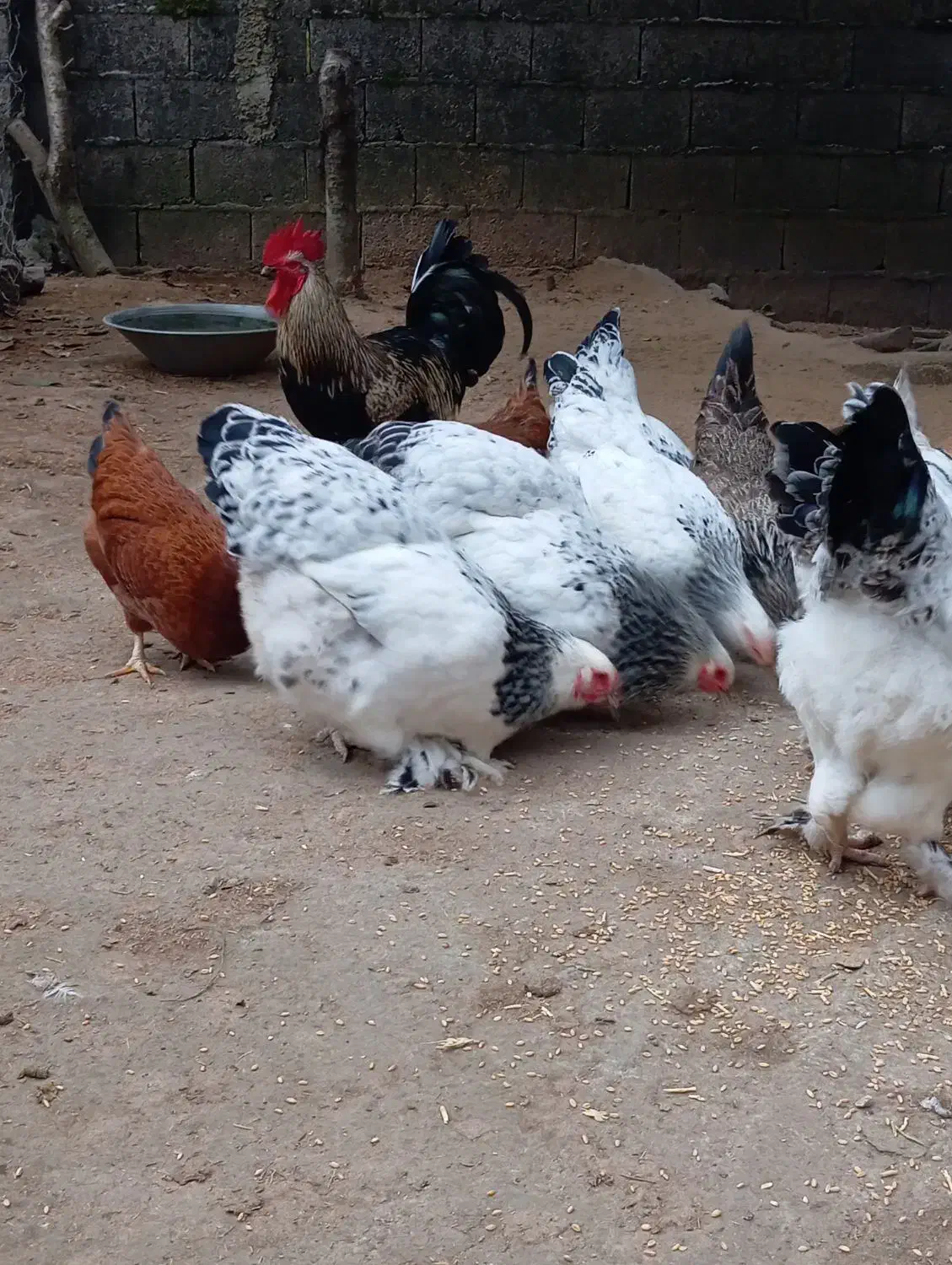 درود. برهما مرغ و خروس .|حیوانات مزرعه|گوراب زرمیخ, |دیوار