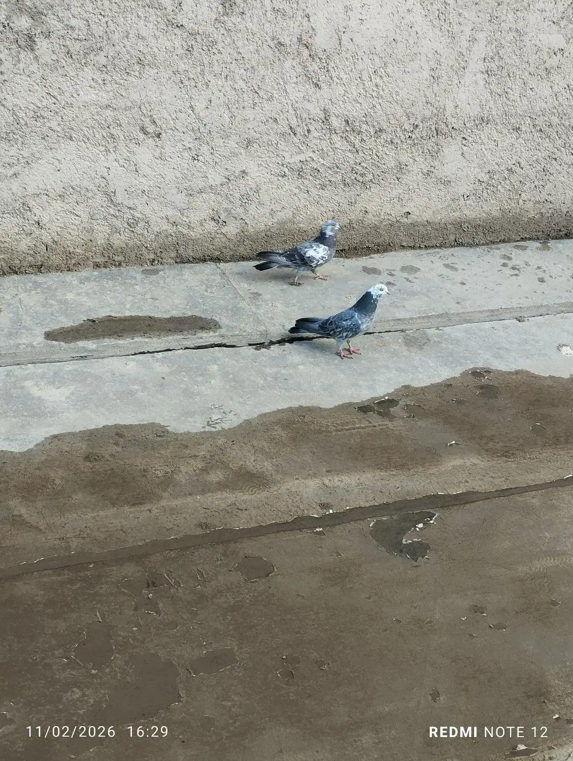 کبوتر پرشی|پرنده|صائین قلعه, |دیوار