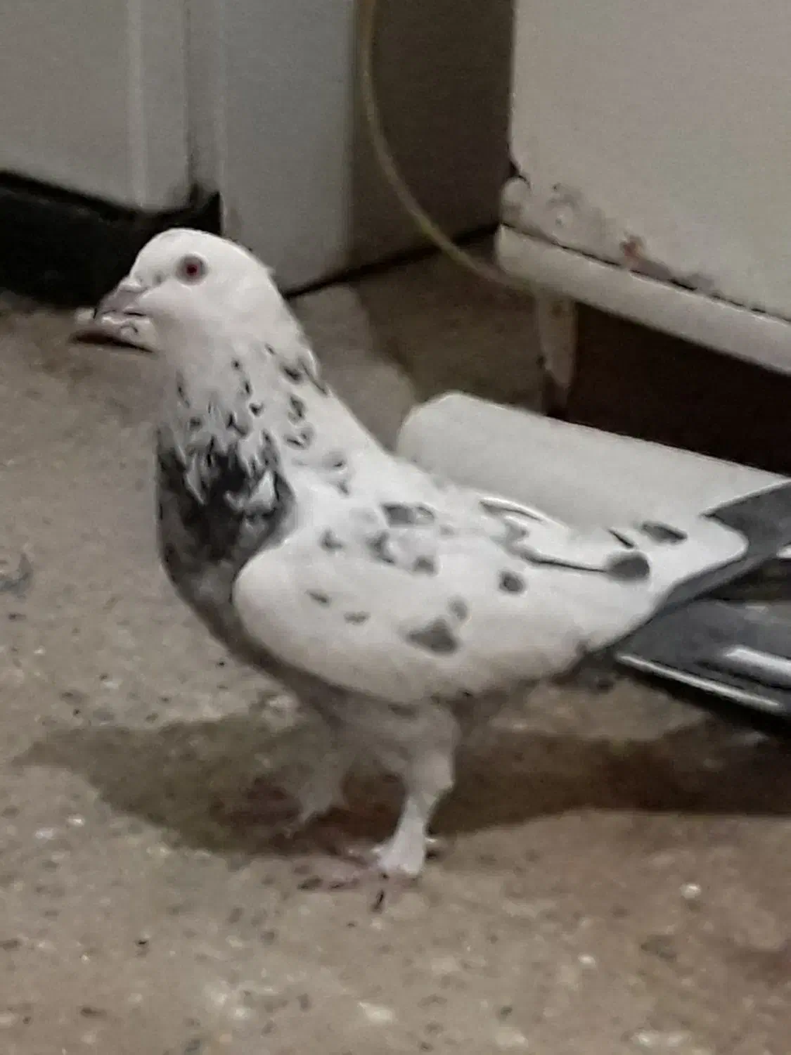 کبوتر اصفهانی|پرنده|خمینیشهر, |دیوار