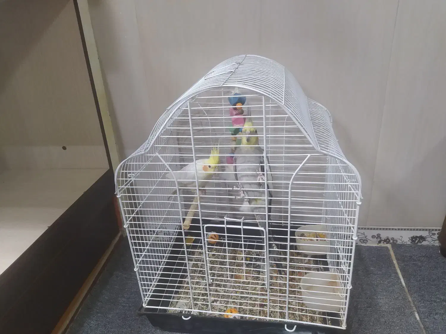 فروش عروس هلندی|پرنده|ایلام, |دیوار