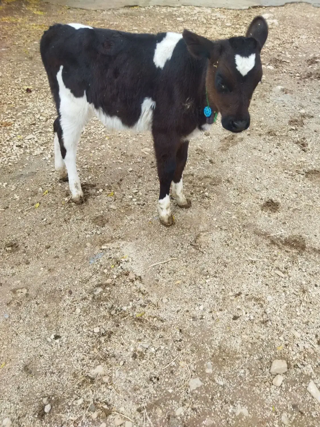 گاو اولین شکم با گوساله نر|حیوانات مزرعه|قلعه شاهین, |دیوار