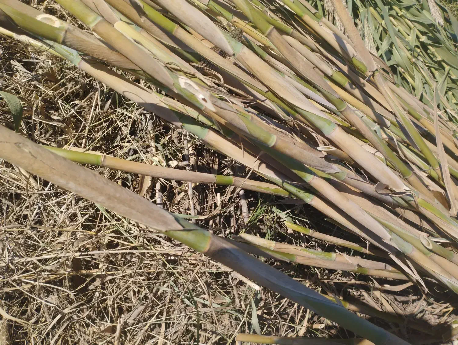 فروش انواع نی|عمده‌فروشی|بهشهر, |دیوار