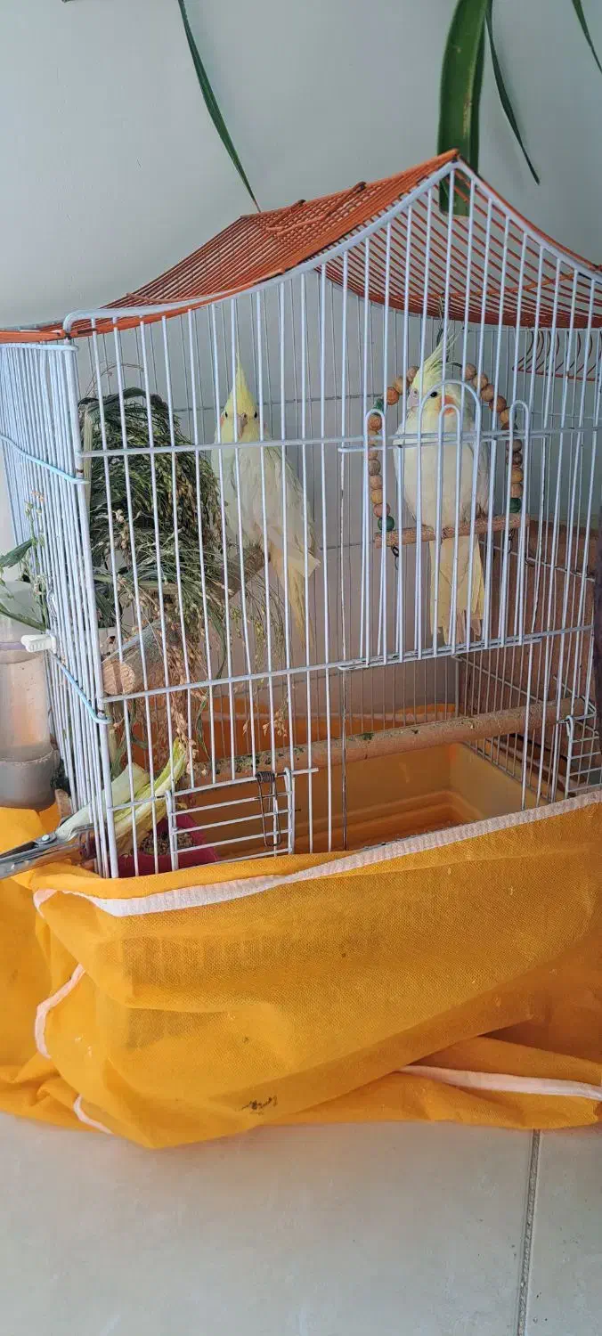 فروش یک جفت عروس هلندی|پرنده|فولادشهر, C3|دیوار