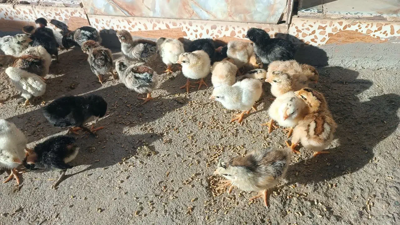 جوجه یک روزه..|حیوانات مزرعه|خمک, |دیوار