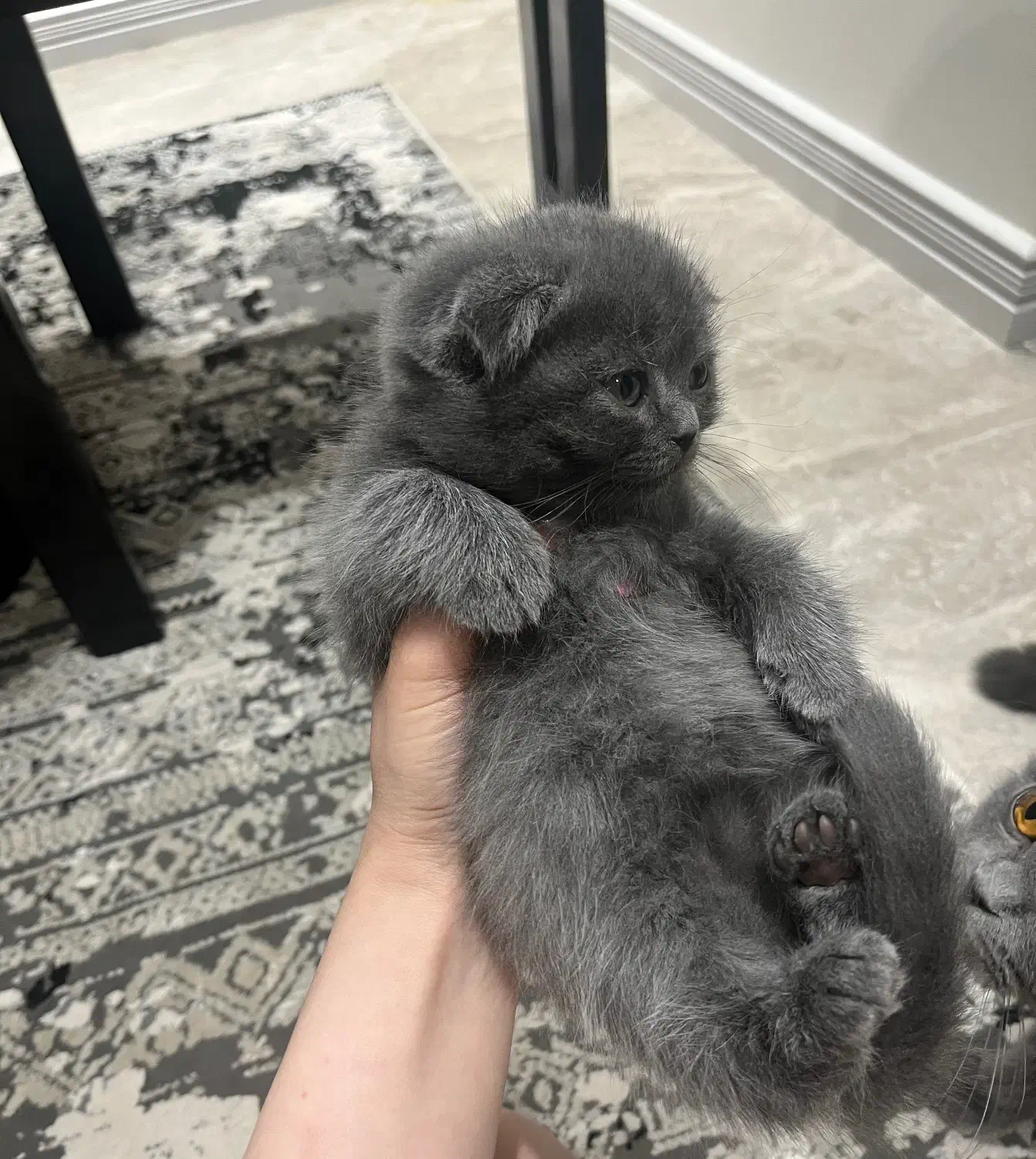 بچه گربه اسکاتیش دبل فولد|گربه|کرج, فاز ۱ مهرشهر|دیوار