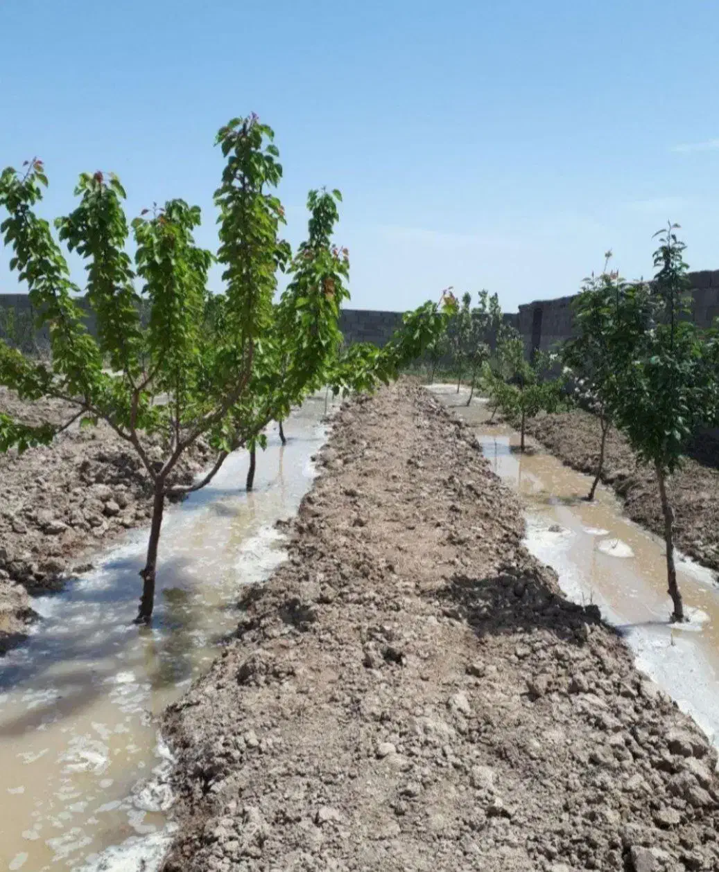 باغ ویلا در وایقان|فروش زمین و ملک کلنگی|شبستر, |دیوار