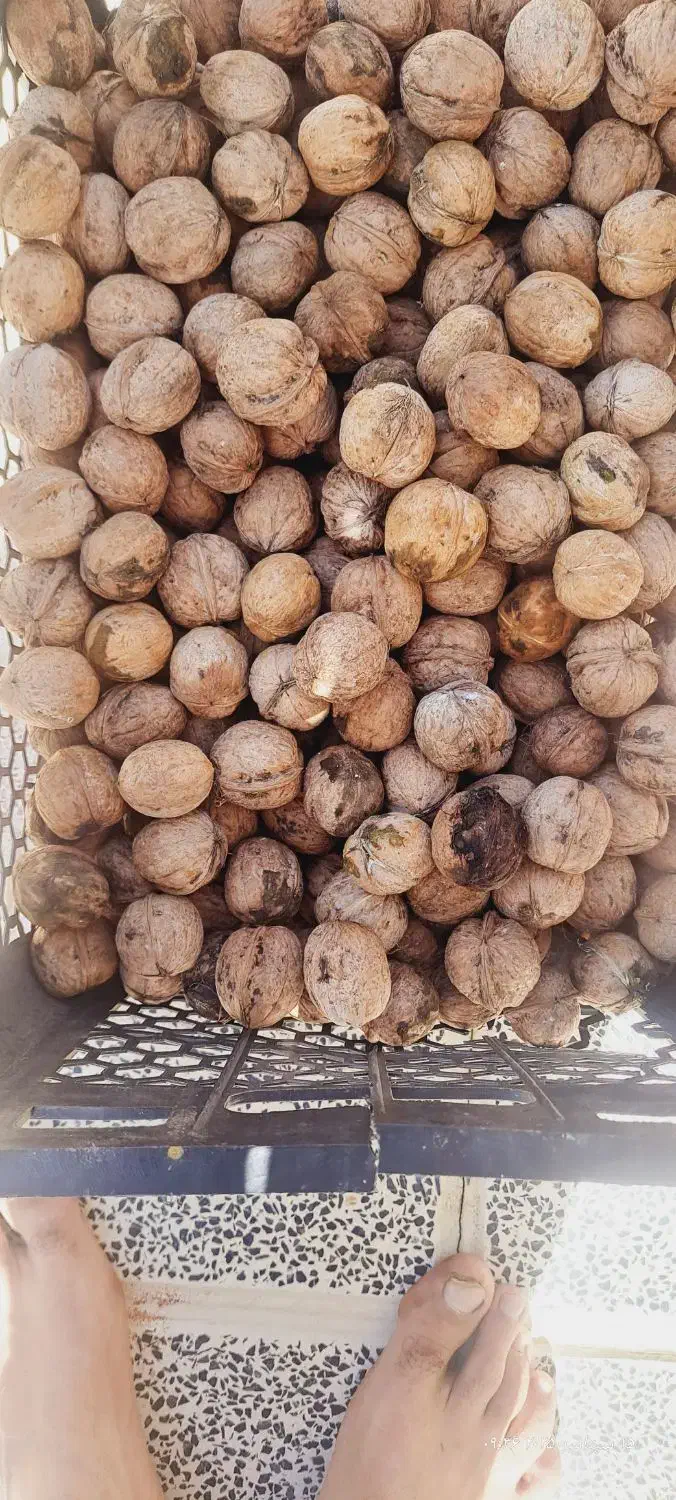 گردو درجه یک|خوردنی و آشامیدنی|نهاوند, |دیوار