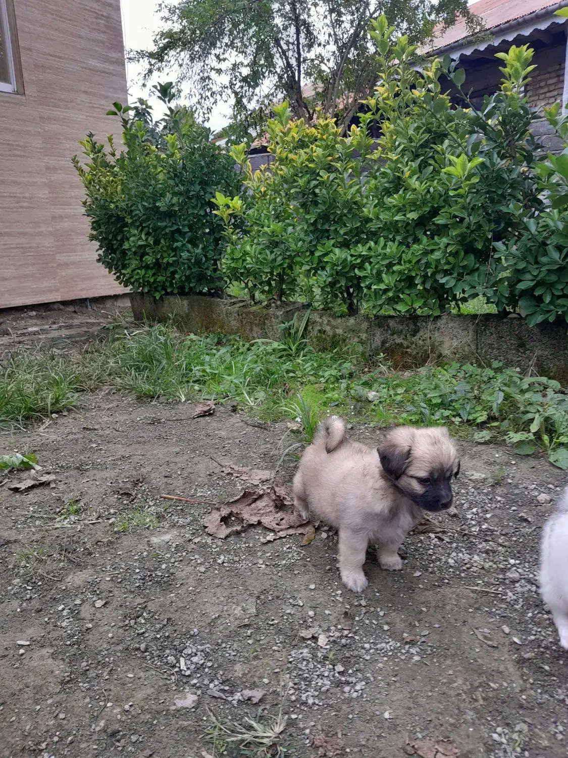 واگزاری|سگ|املش, |دیوار