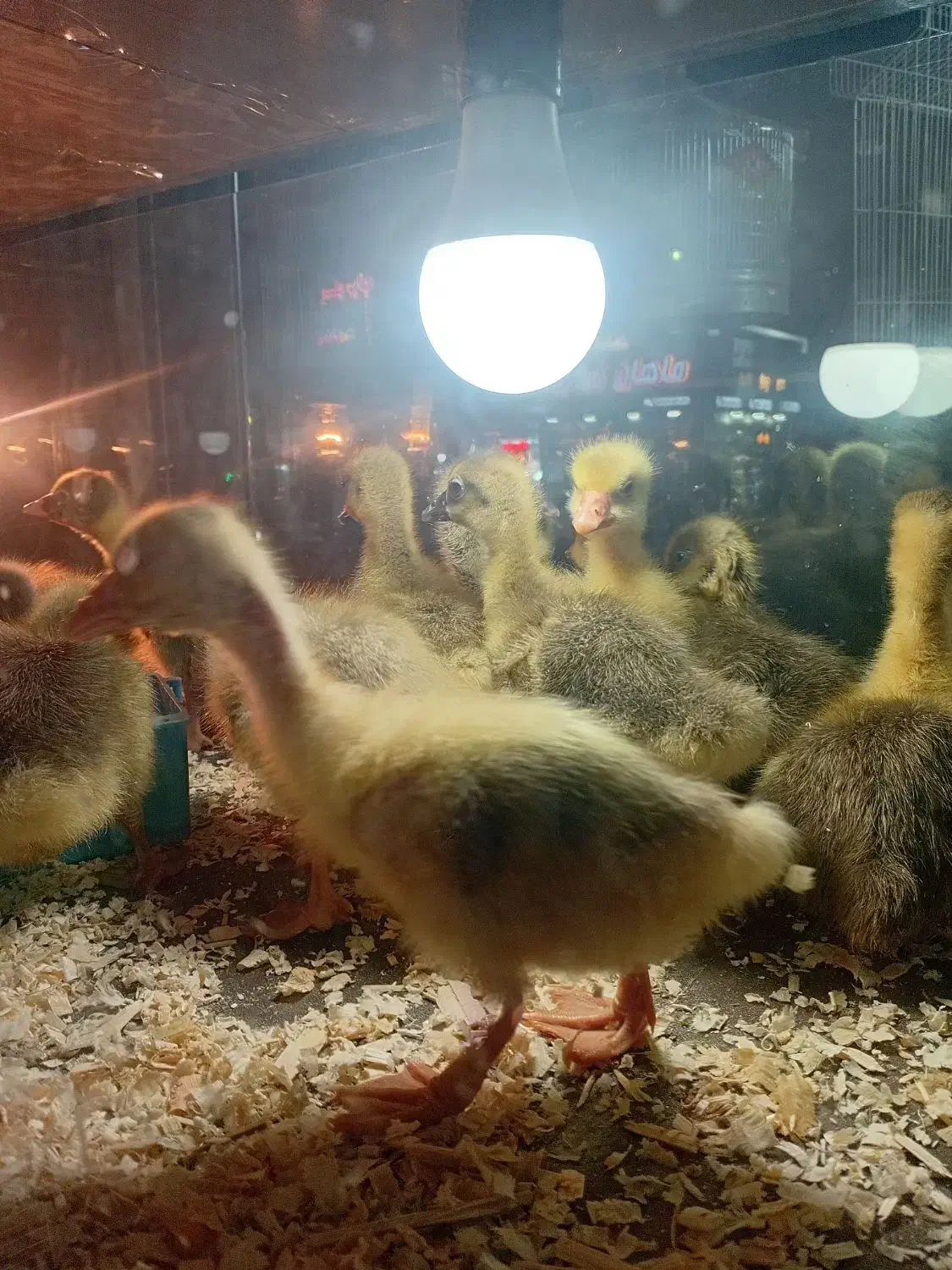 جوجه غاز|حیوانات مزرعه|فردیس, سرحدی|دیوار