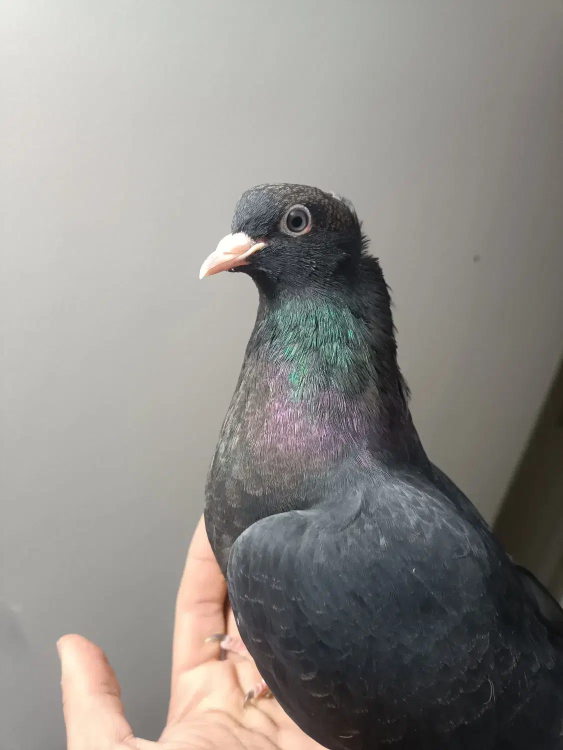 کفتر زاغ دستی|پرنده|اردکان, |دیوار