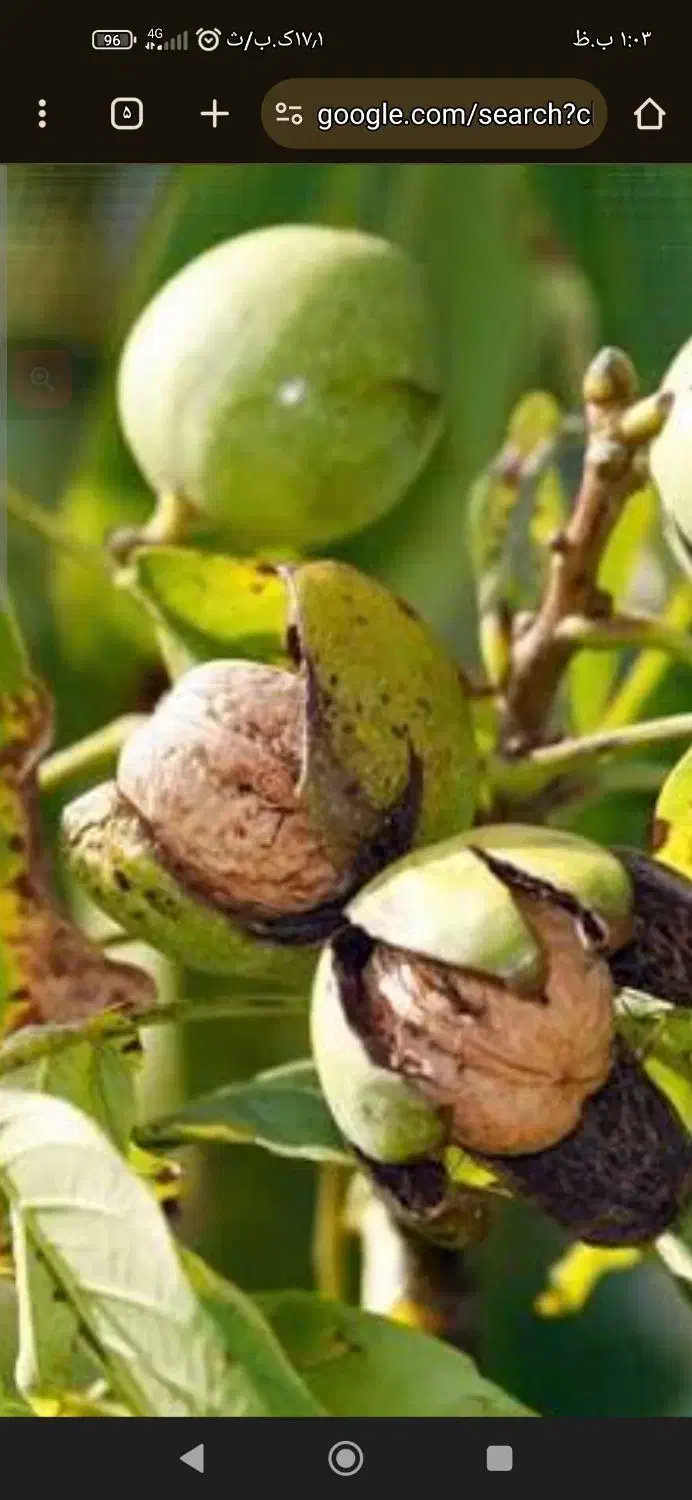 برداشت گردو|خدمات باغبانی و درختکاری|خسروشاه, |دیوار