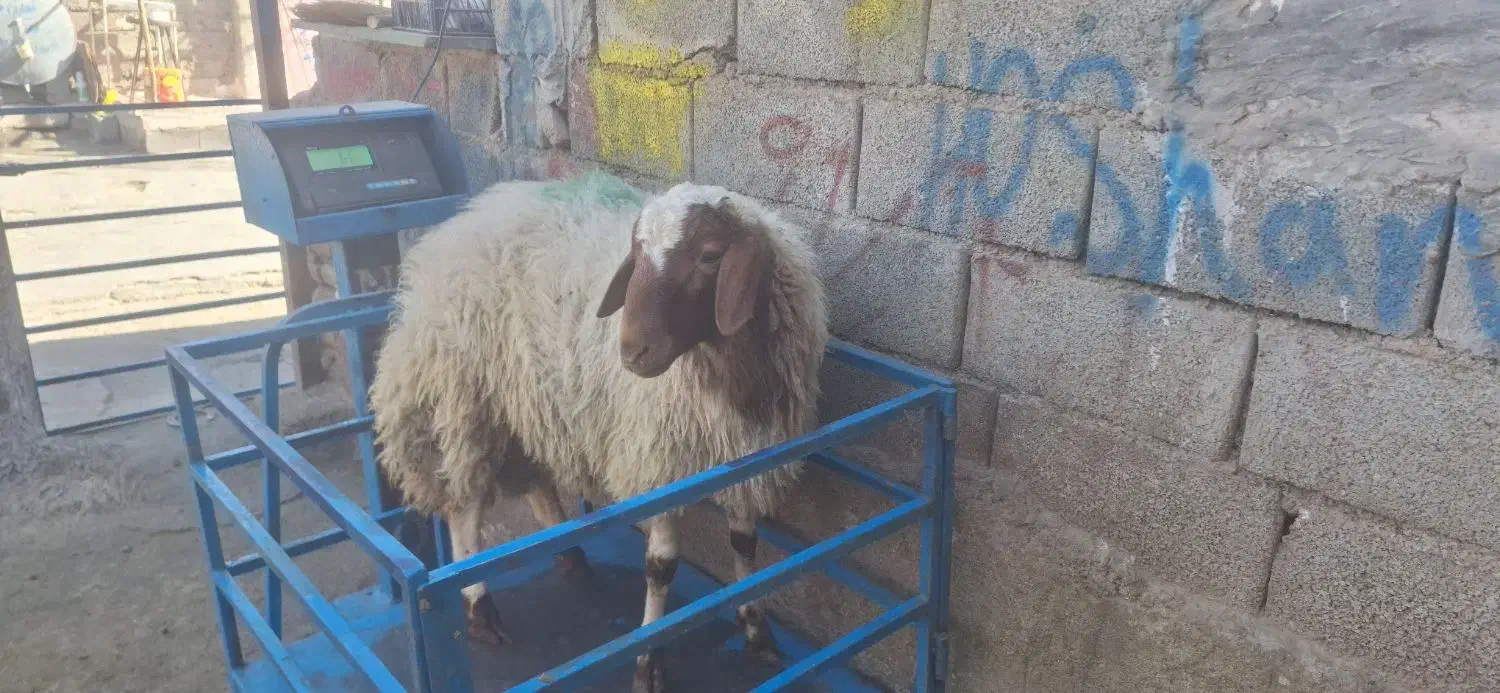 گوسفند|حیوانات مزرعه|اندیشه, اندیشه فاز ۳|دیوار