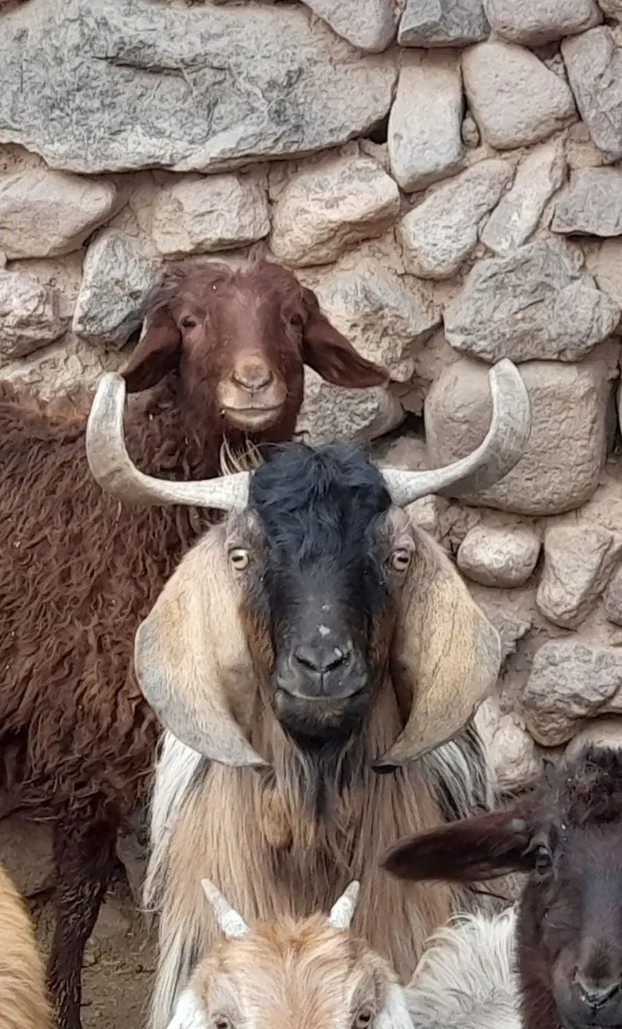 بزغاله نر|حیوانات مزرعه|طاغنکوه, |دیوار