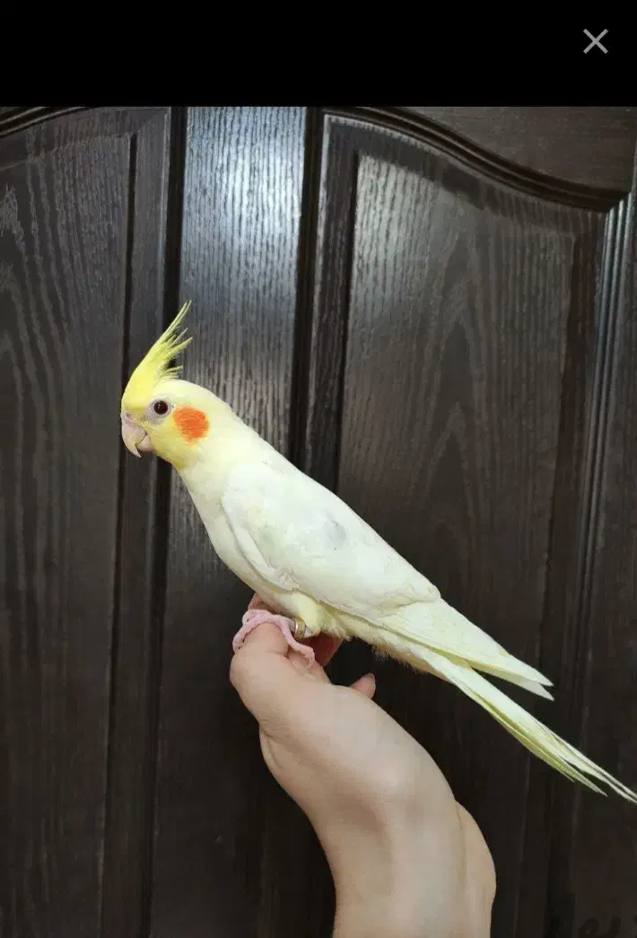 عروس هلندی لوتینو زعفرانی دوماه دستی|پرنده|کرج, کمالشهر|دیوار