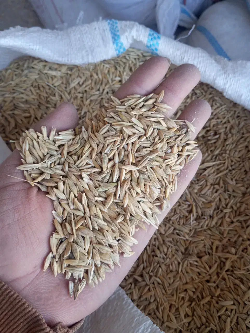 جو محلی|لوازم جانبی حیوانات|برازجان, |دیوار