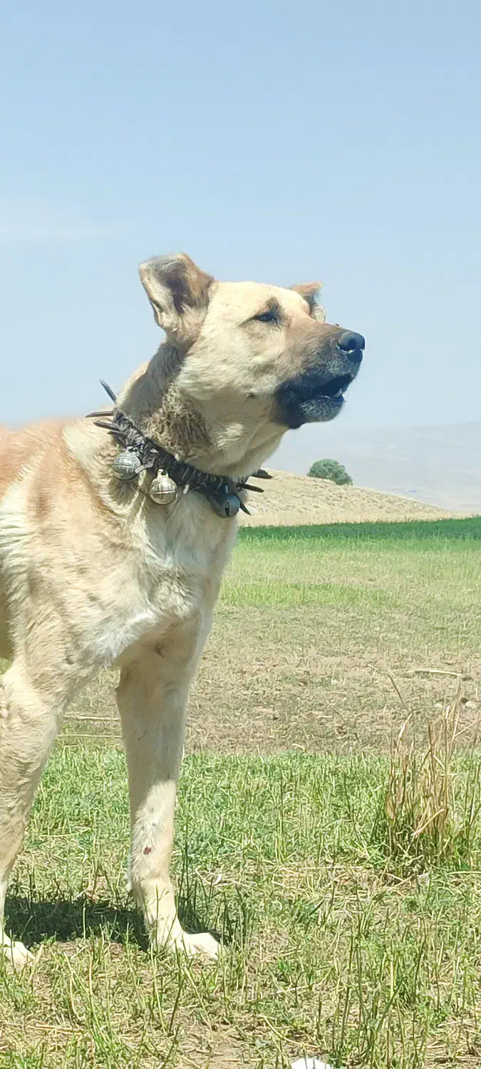 سگ سرابی|سگ|بستان آباد, |دیوار