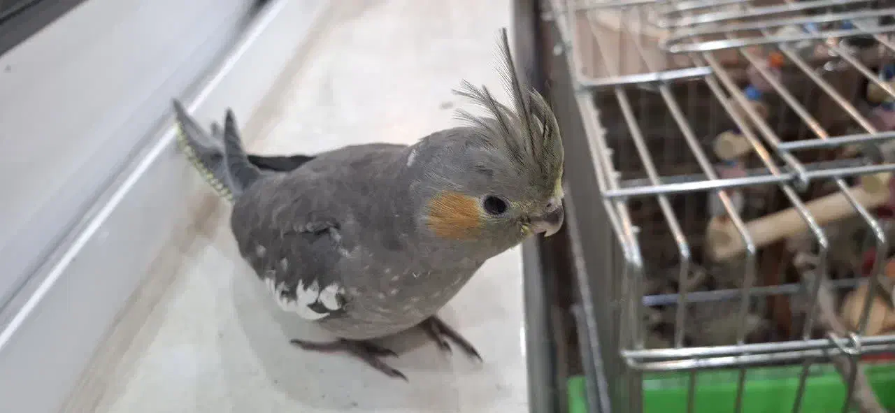 عروس هلندی یکماه و نیمه|پرنده|خمینیشهر, |دیوار