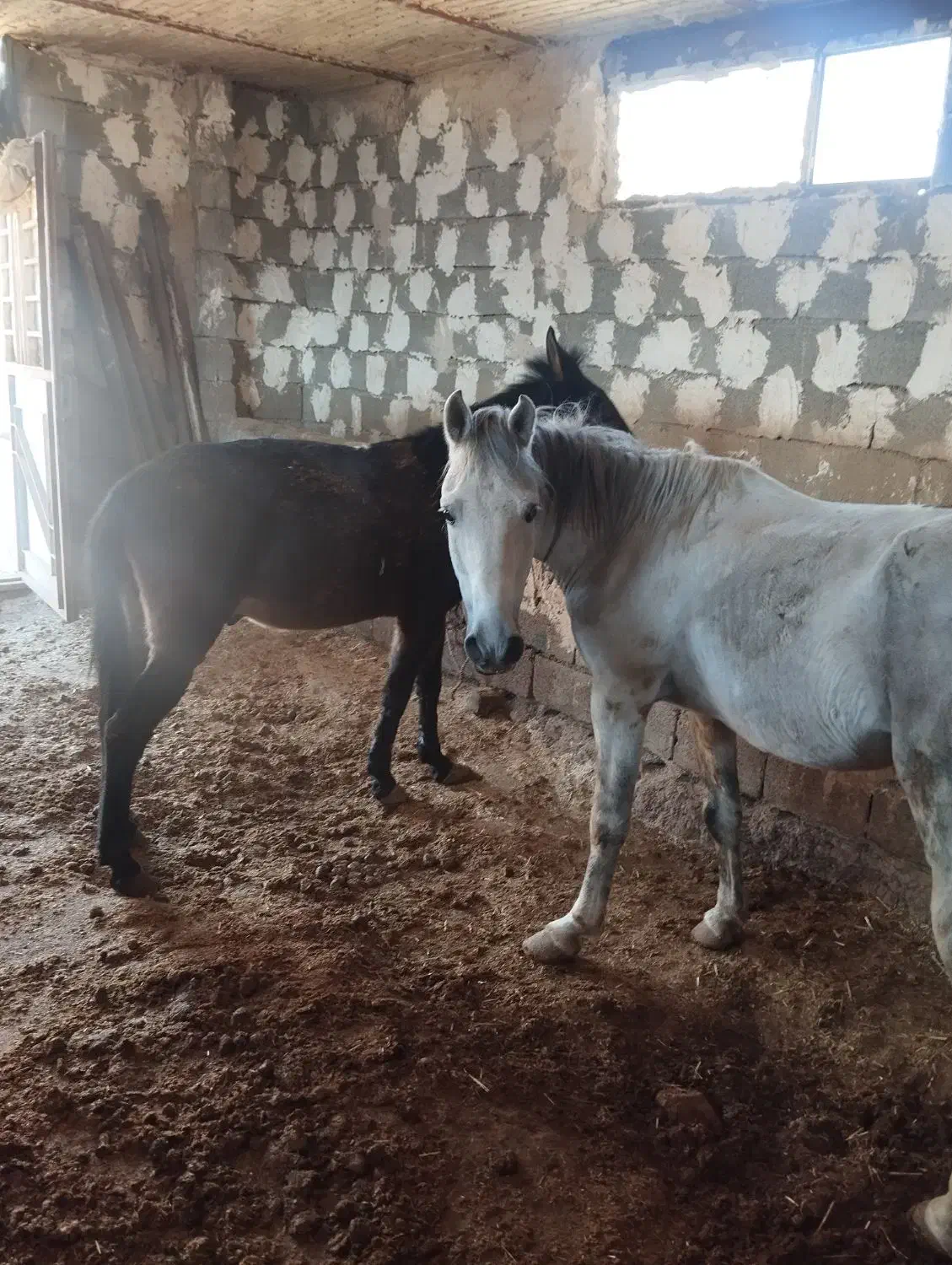 فروش یک اسب با 3تا استر یخترمه|حیوانات مزرعه|سردشت, |دیوار