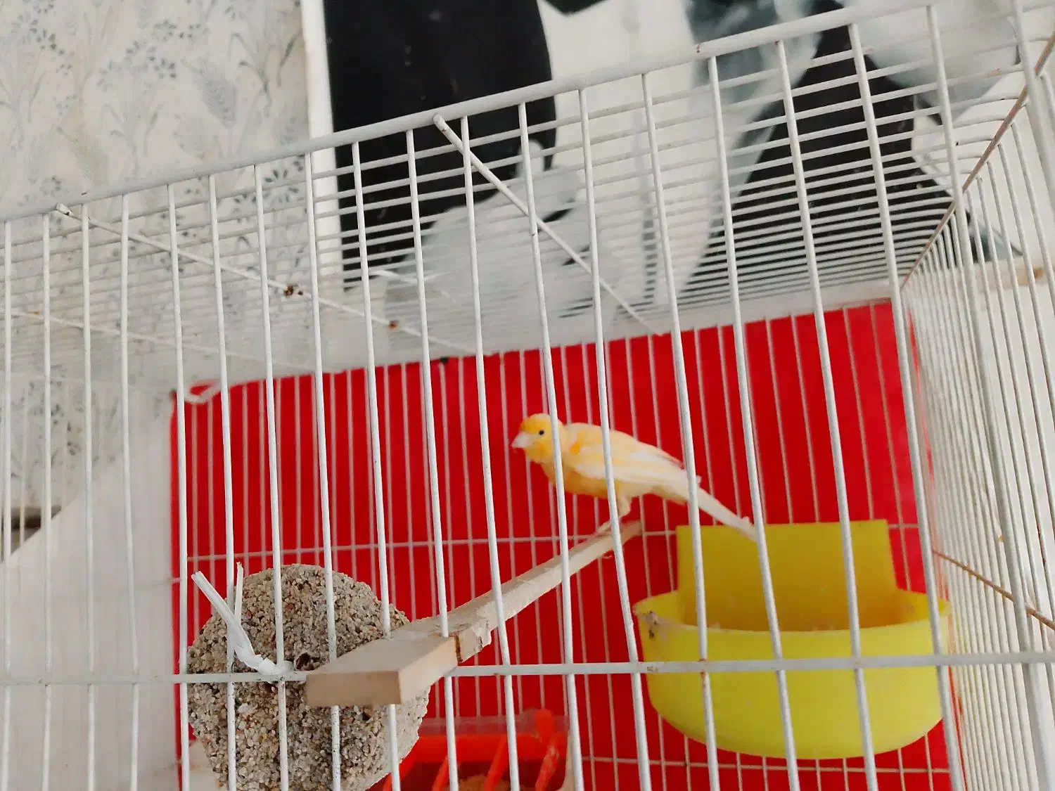 قناری|پرنده|شیروان (خراسان), |دیوار