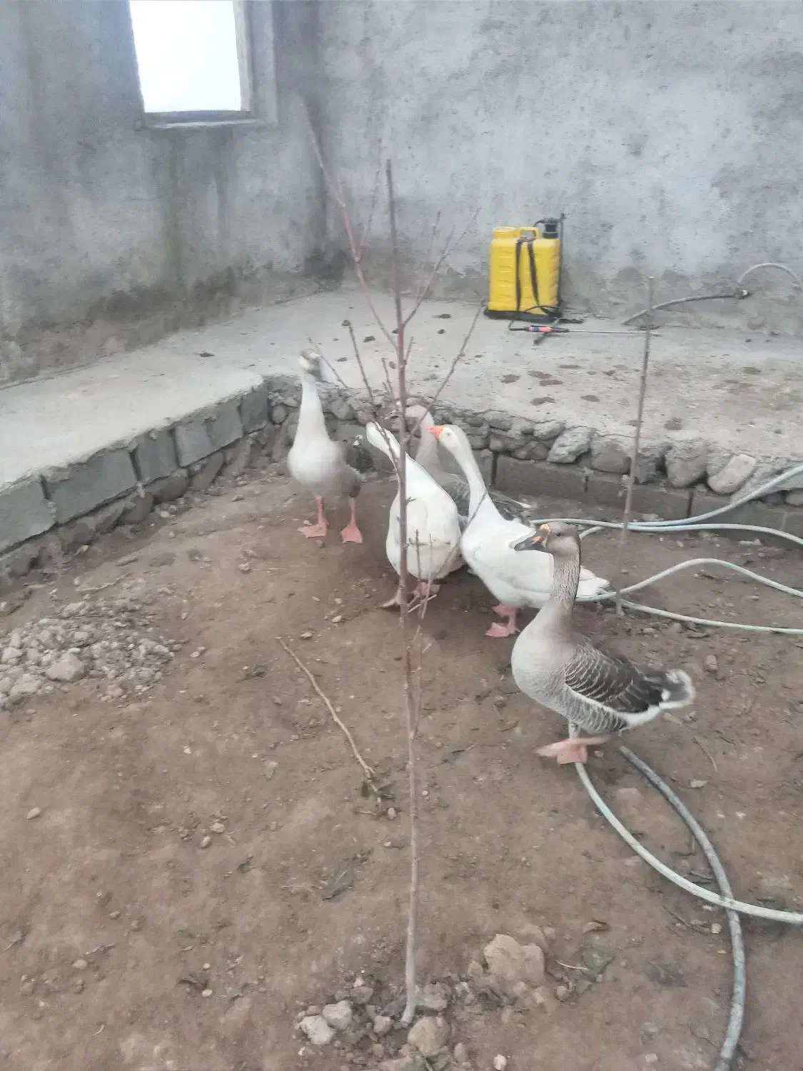 فروشی|حیوانات مزرعه|تبریز, |دیوار