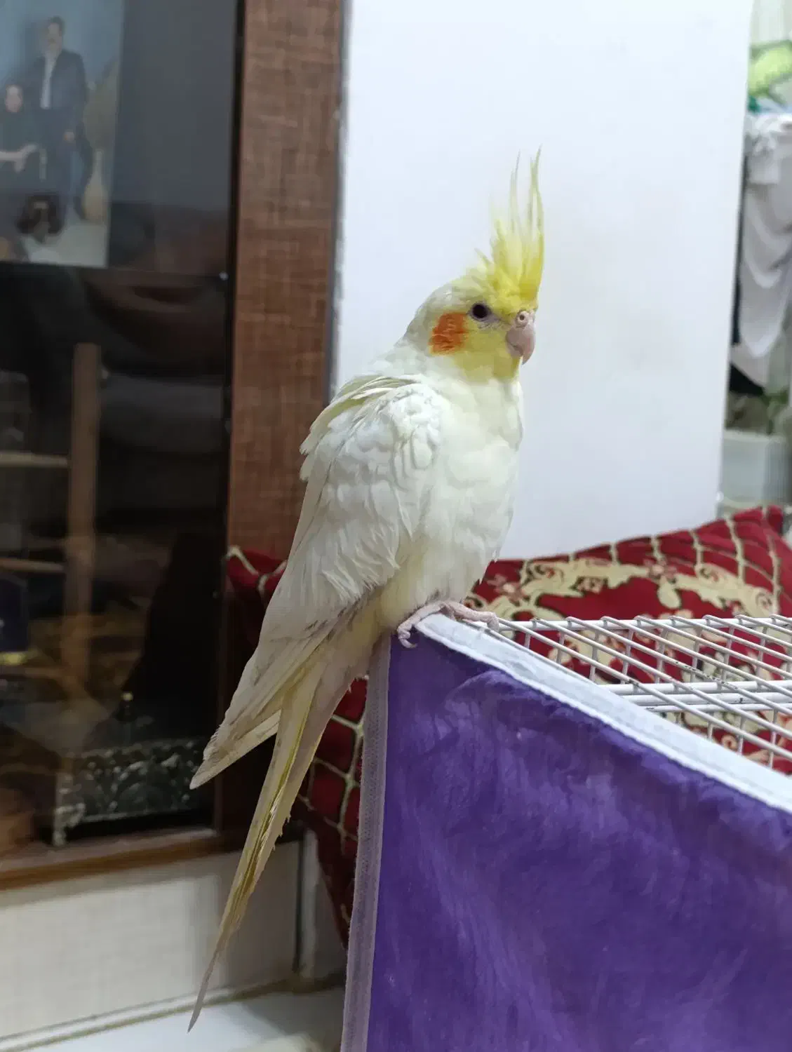 عروس هلندی ماده بالغ|پرنده|نیشابور, کوی حسینی|دیوار