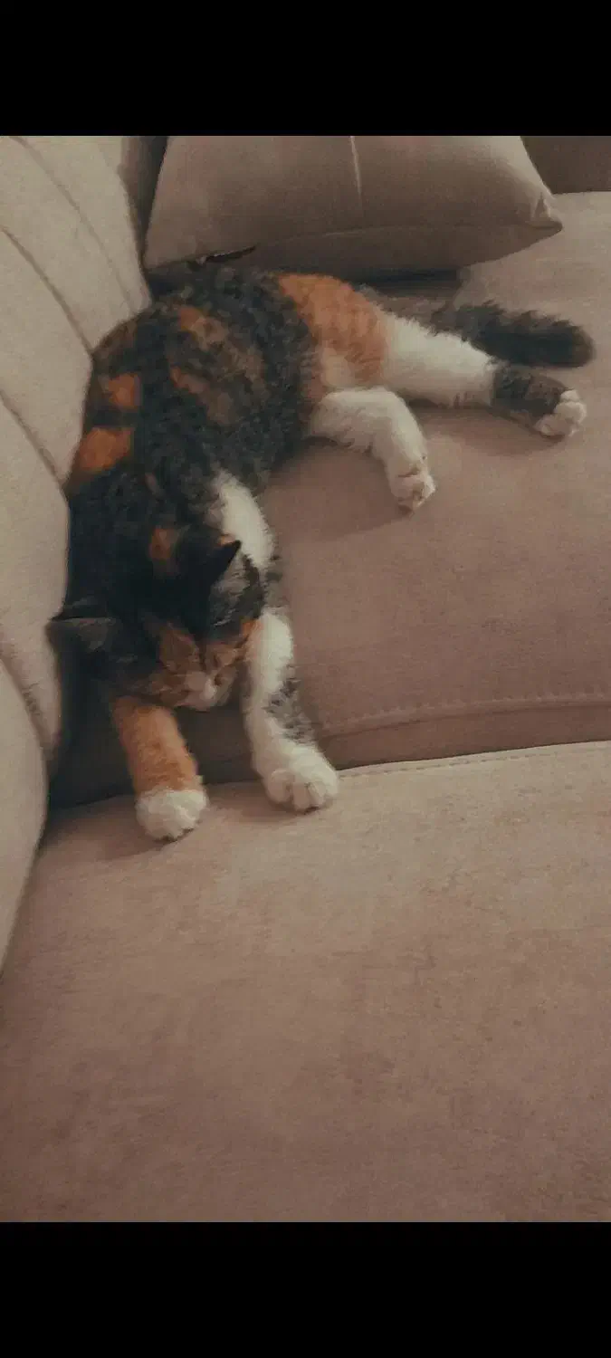 واگذاری گربه ماده|گربه|یزد, |دیوار