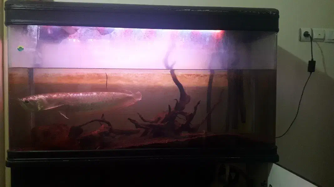 اکواریوم شرکتی درجه ۱ بدون میز|ماهی|اهواز, کوی فرهنگیان ۲|دیوار