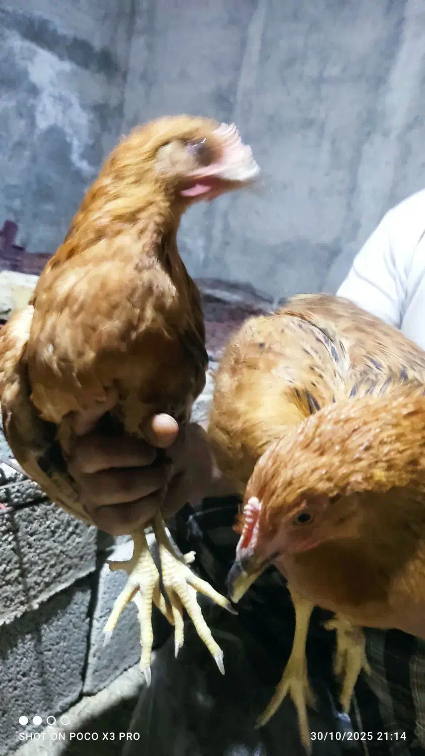 مرغ 6ماهه|حیوانات مزرعه|شیراز, بید زرد|دیوار