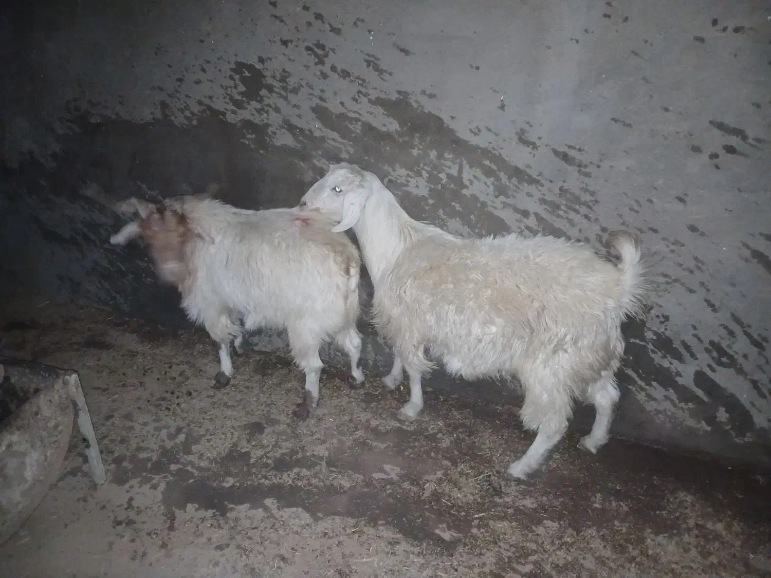 فروش بره و بخته چهارگنبد|حیوانات مزرعه|سیرجان, |دیوار