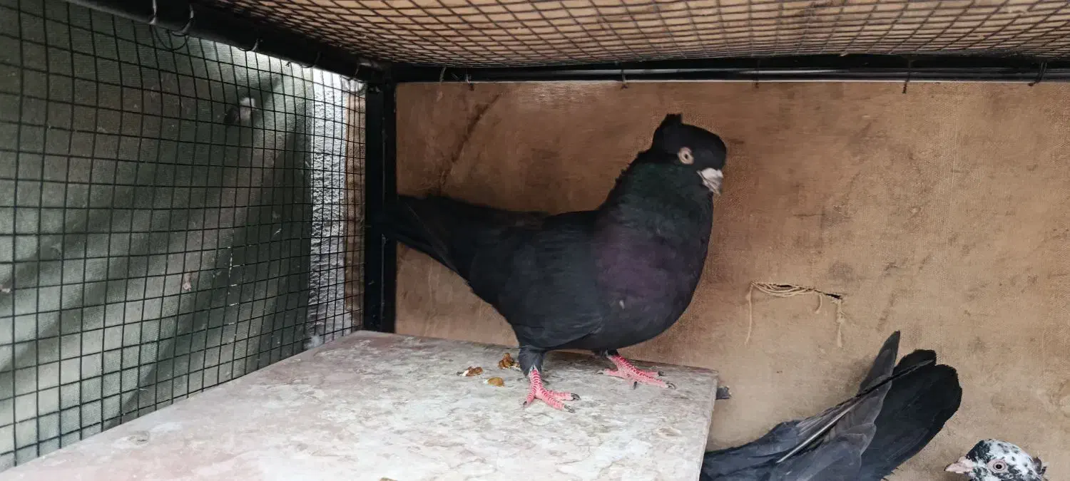 زاغ|پرنده|جیرفت, |دیوار