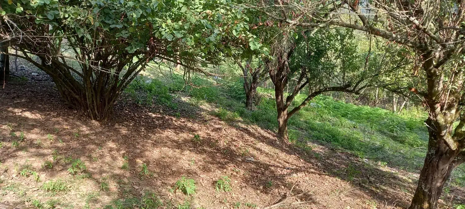 زمین ویلایی در دل جنگل واقع در آستارا روستای هودول|فروش زمین و ملک کلنگی|آستارا, |دیوار