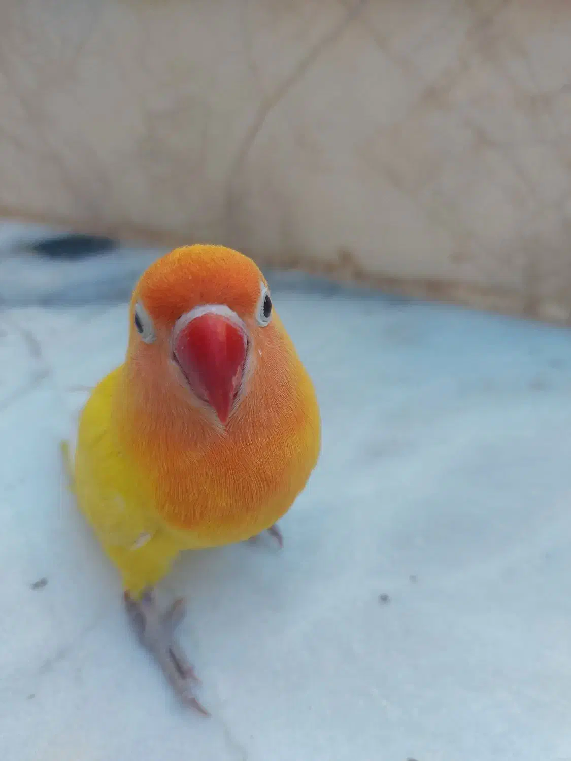 کوتوله برزیلی|پرنده|سبزوار, زینبیه|دیوار